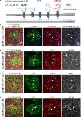 Mitochondrial Dysfunction in Astrocytes Impairs the Generation of Reactive Astrocytes and Enhances Neuronal Cell Death in the Cortex Upon Photothrombotic Lesion